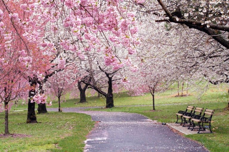 Cherry Blossom Festival