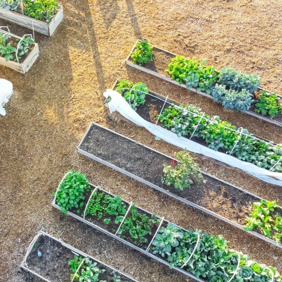 Community Garden Day